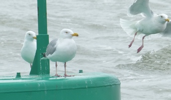 Herring Gulls
